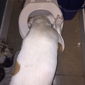 Meet your Posher, Jessi